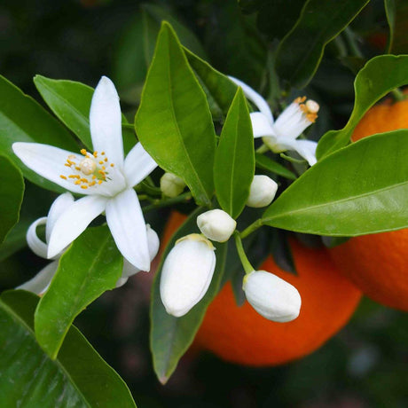 Sali da bagno del mar Morto ai fiori d'arancio - Tadé Sali da bagno Tadé 